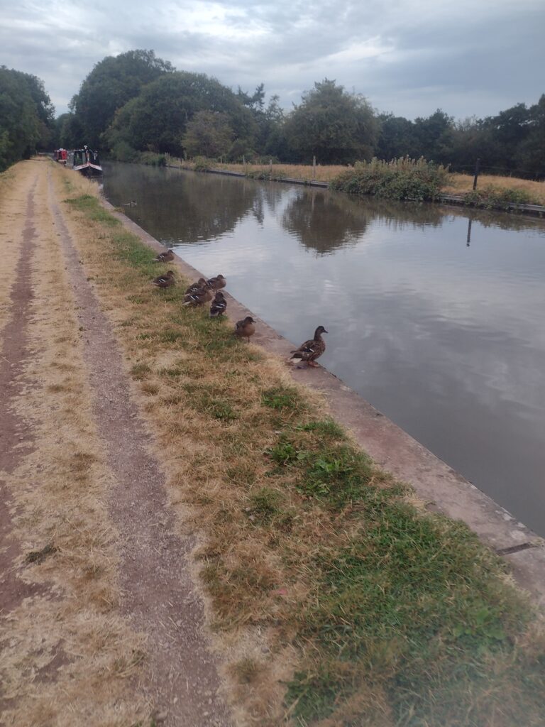 8.3 km Walk After Parkrun: A Controlled Aerobic Session